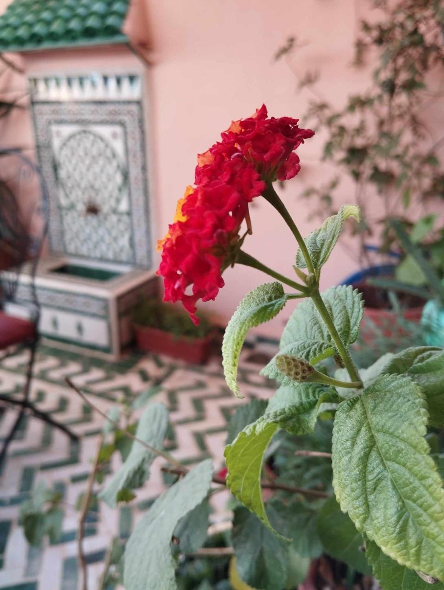 מלון פס Dar Lantana מראה חיצוני תמונה